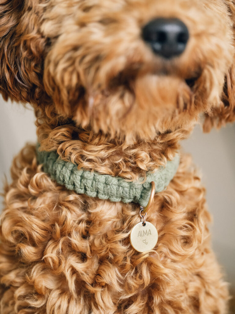 Du möchtest wissen, wie du ein DIY Hundehalsband aus Makramee für deinen Hund einfach selber machen kannst? Ich zeige dir in diesem Blog Post, wie das geht! Hier geht’s zur kostenlosen Anleitung #hundehalsband #hund #makramee #diy @melaliving